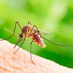 Mosquito